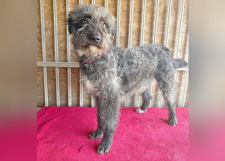 ❤️ kuschelige Familienhündin TAMI - 2 Jahre, 45cm/14kg - Schnauzer-Pumi-Mix ❤️