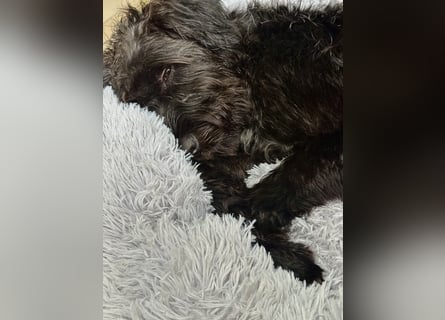 "Pumi“ – junge Schnauzer-Pumi-Mix Hündin sucht ländliches Zuhause