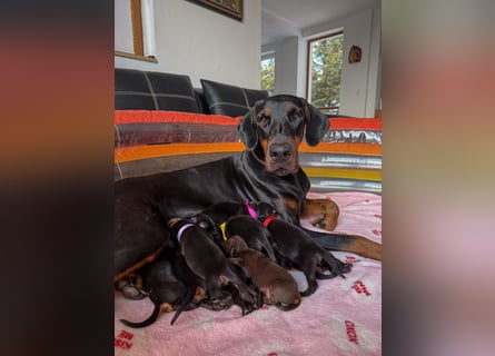 Dobermann Welpen Bohemia Gotika