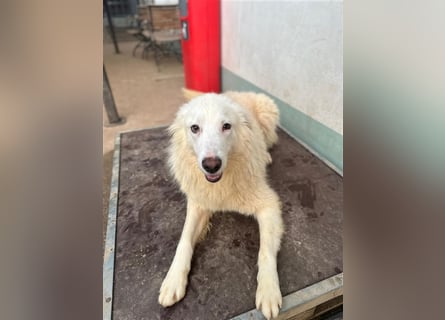 Der sanfte BODHI sucht ein liebevolles Zuhause