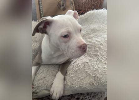 Old englisch Bulldog Welpen