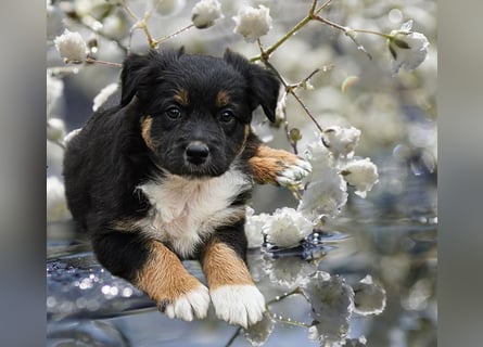 Australian Shepherd Welpen