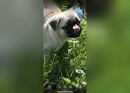 Mops Welpen ( noch 2 Rüde)