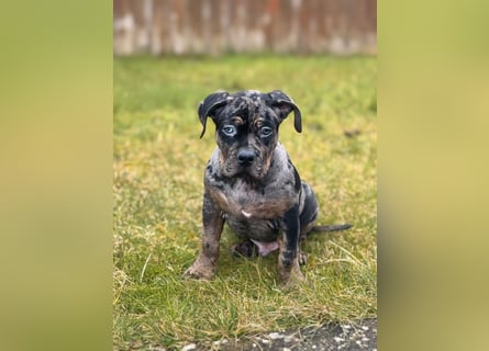 Super schöner Two Face American Bully XL Rüde