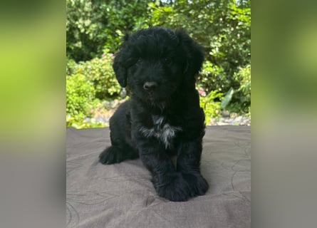 Aussiedoodle Welpen mini / medium F1