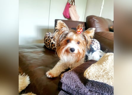 Biewer Yorkshire Terrier, Welpe,Rüde, reinrassig sehr selten