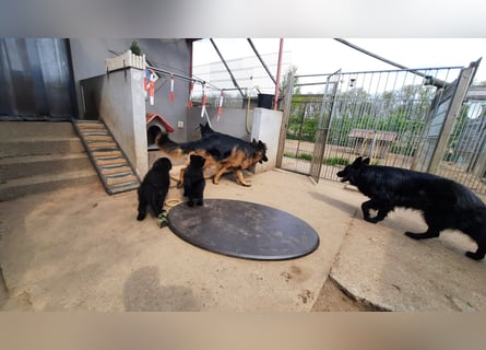 Langstockhaar Schäferhund  Rüde