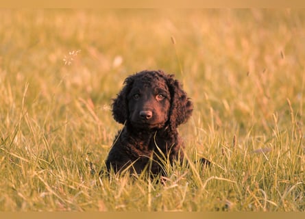 Irish Water Spaniel Welpen / Nichthaarend / FCI - VDH Zucht