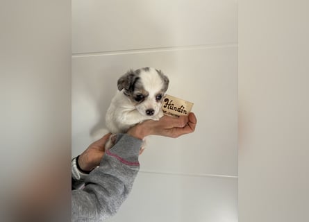 Chihuahua Langhaar Welpen ab Mitte Mai abzugeben