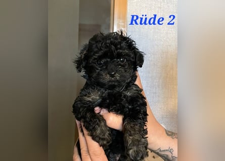 3 Minipudel/Zwergpudelwelprn hypoallergen!