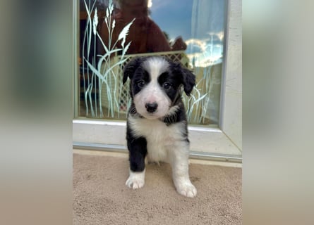 Border Collie welpen