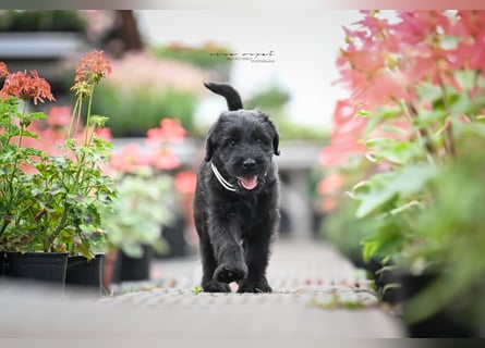 Riesenschnauzer schwarz Mrs. Gelb & Mr. Weiß