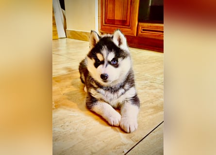 FCI Pedigree Blue Eyed Black & White Siberian Husky Champion Puppy