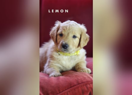 Goldendoodle - Welpe