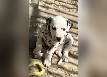 Magic Little Spots - tolle Dalmatinerwelpen aus verantwortungsvoller VDH Zucht