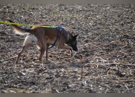 Malinois