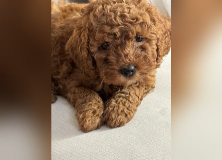 Pudel! Wundervolle Welpen suchen bald ein liebevolles Zuhause!