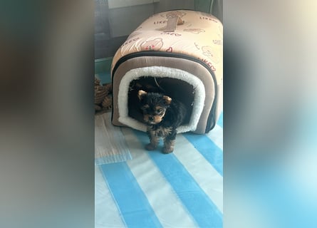 Reinrassige, bezaubernd schöne Yorkshire Terrier Welpen zu verkaufen