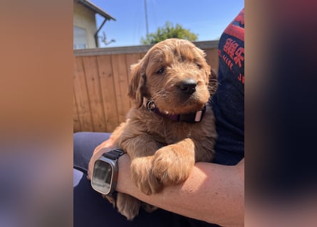 Goldendoodle mini Medium Doodle Abgabe an Pfingsten