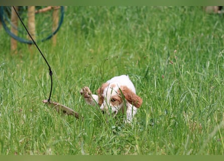 Traumfee - Irish Red and White Setter