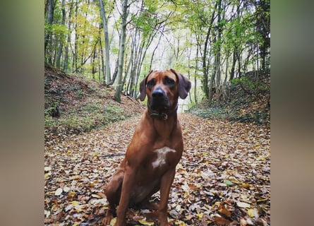 Rhodesian Ridgeback Welpen aus toller Verpaarung