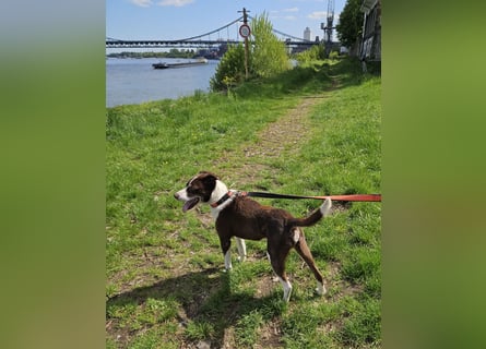 Cayo, 5 Jahre, sucht kompetentes Zuhause