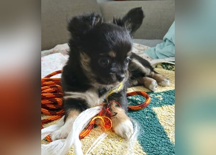 Fröhliche Chihuahua-Hùndin