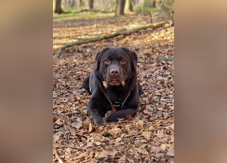 Brauner Labrador Deckrüde mit Ahnentafel/kein Verkauf