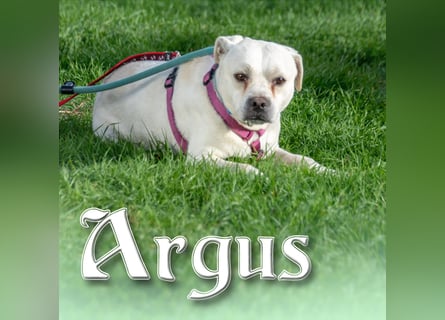 Argus – ein ganz lieber Kerl