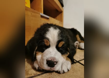 Berner Sennen Welpen