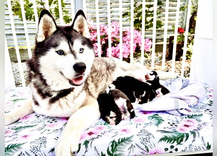 FCI Pedigree Blue Eyed Black & White Siberian Husky Champion Puppy