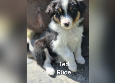 Australian Shepherd Welpen