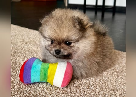Reinrassige Pomeranian-Hündinnen mit Ahnentafel suchen ihre Traumfamilien