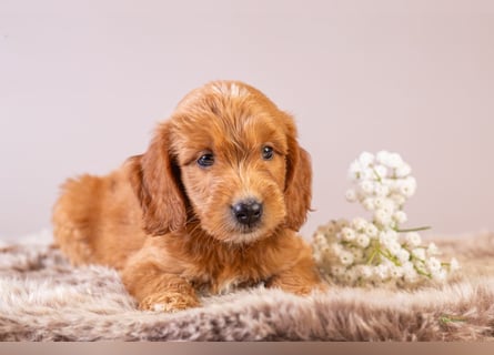 GoldenDoodle - medium mit welligem - lockigem Fell