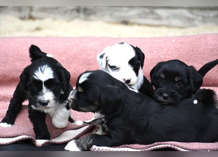 bezaubernde Tibet Terrier Welpen aus liebevoller Zucht dürfen Ende Juli ausziehen..
