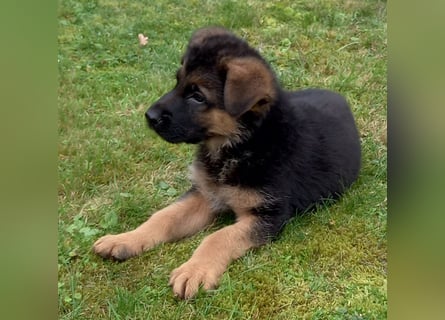 Schäferhund-Welpen 1 Rüde, 8 Hündinnen zu verkaufen