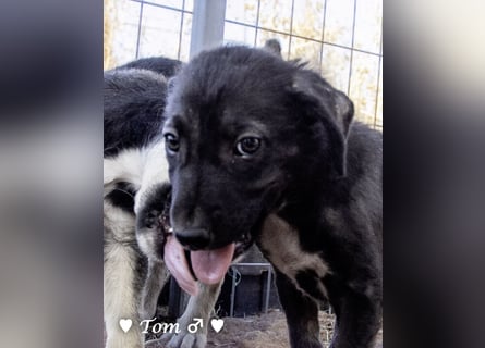 Teddy und seine Geschwister suchen ab September ein Zuhause