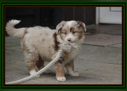 Australian Shepherd - Traumwelpen -KEINE Arbeitslinie-aus langjähriger Familienaufzucht.