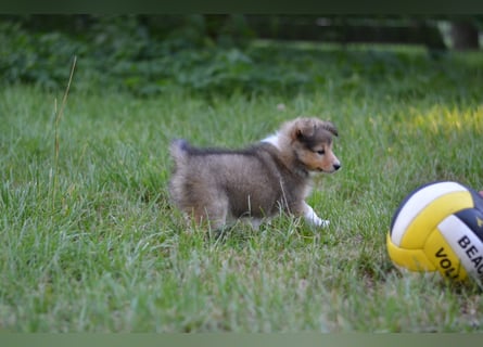 Sheltie Welpen