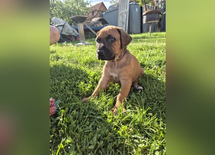 Ridgeback-Welpen