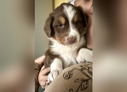Australian Shepherd Welpen braun/redtri (Minimix/Reinrassig)+ Gesundheitszeugnis