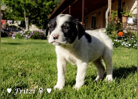 Felix und seine Geschwister suchen ein Zuhause
