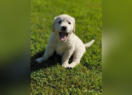 Golden Retriever Welpen 