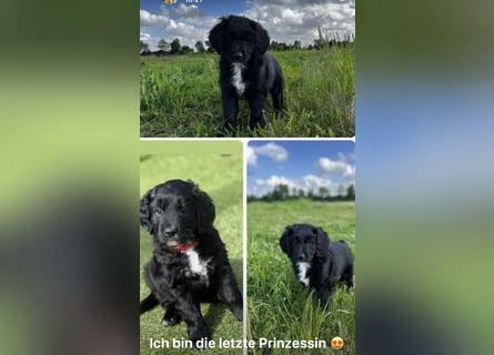 Labradoodle