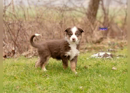 Zuckersüße Australian Shepherd Welpen ASCA