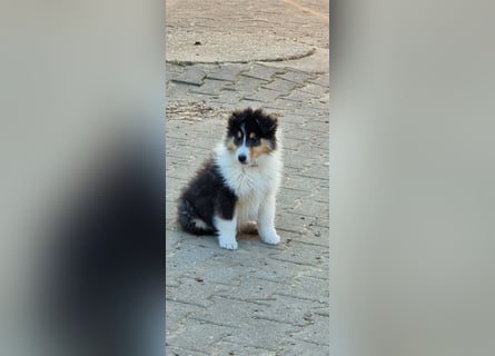 umzugsbereit, Reinr. Colliewelpen m. Ahnentafel zu verk.