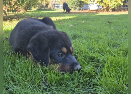 Rottweiler Schäferhund Mix