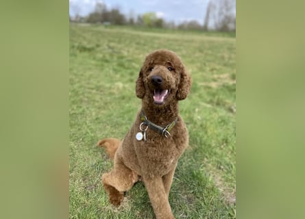 Goldendoodle apricot, eine Hündin, Welpe, abgabebereit Golden Doodle