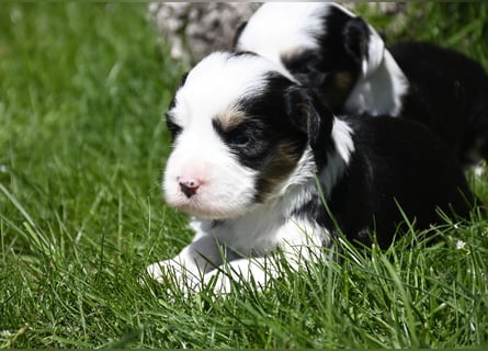 traumhaft hübscher Tibet Terrier Welpen aus erfahrender Zucht  sind geboren dürfen im Juni ausziehen