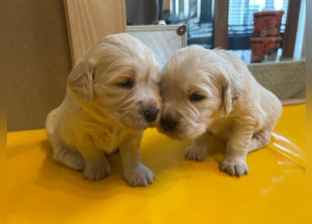 Zuckersüße Golden Retriever Welpen